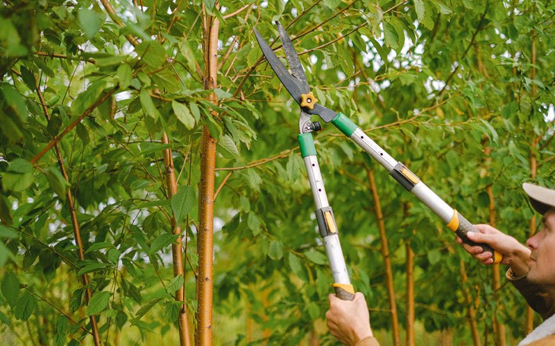 Tree trimming in Bath Springs, TN